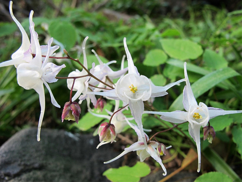 Epimedium